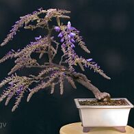 Glycine-bonsai Wisteria sinensis