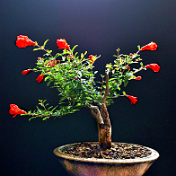 Grenadier-bonsai Punica granatum L. 'Nana Gracilissima'