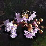 Lilas des Indes-bonsai Lagerstroemia indica 'Cordon bleu'