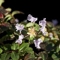 Lilas des Indes-bonsai Lagerstroemia indica 'Cordon bleu'