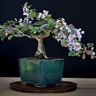 Lilas des Indes-bonsai Lagerstroemia indica 'Cordon bleu'