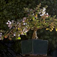 Lilas des Indes-bonsai Lagerstroemia indica 'Cordon bleu'