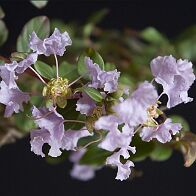 Lilas des Indes-bonsai Lagerstroemia indica 'Cordon bleu'
