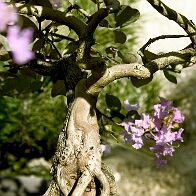 Lilas des Indes-bonsai Lagerstroemia indica 'Cordon bleu'