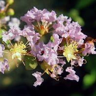 Lilas des Indes-bonsai Lagerstroemia indica 'Cordon bleu'