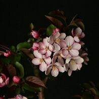 Pommier-malus-bonsai Malus COCCINELLA® 'Courtarou'