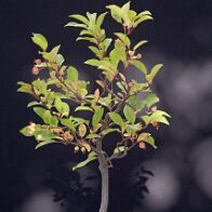 Pommier-malus-bonsai Malus sieboldii (Regel ex Dippel) Rehder