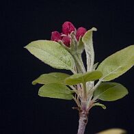 Pommier-malus-bonsai Malus PERPETU® 'Evereste'