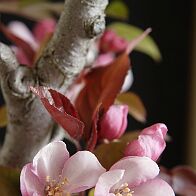 Pommier-malus-bonsai Malus COCCINELLA® 'Courtarou'