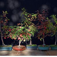 Pommier-malus-bonsai Malus
