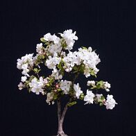 Pommier-malus-bonsai Malus PERPETU® 'Evereste'