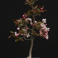 Pommier-malus-bonsai Malus COCCINELLA® 'Courtarou'