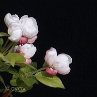 Pommier-malus-bonsai Malus PERPETU® 'Evereste'