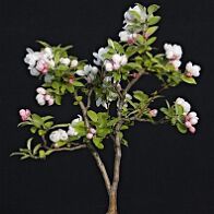 Pommier-malus-bonsai Malus PERPETU® 'Evereste'