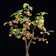 Pommier-malus-bonsai Malus PERPETU® 'Evereste'