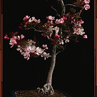 Pommier-malus-bonsai Malus COCCINELLA® 'Courtarou'