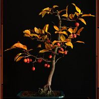 Pommier-malus-bonsai Malus COCCINELLA® 'Courtarou'