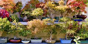 bonsai-saisons-automne Automne