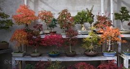 bonsai-saisons-automne Automne