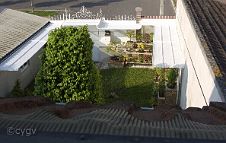 bonsai-saisons Eté