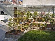 bonsai-saisons Eté