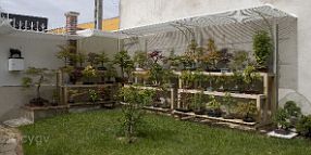 bonsai-saisons Eté
