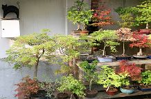 bonsai-saisons Eté