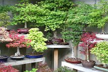 bonsai-saisons Eté