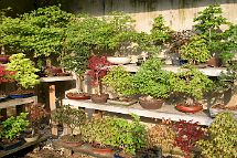 bonsai-saisons Eté