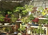 bonsai-saisons Printemps
