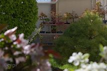 bonsai-saisons Printemps