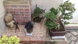bonsai-saisons Printemps