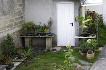 bonsai-saisons Printemps