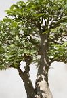 bonsai-Ligustrum Ligustrum sinense ‘Variegatum’