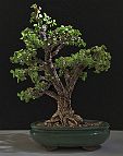 bonsai-arbre de jade Portulacaria afra
