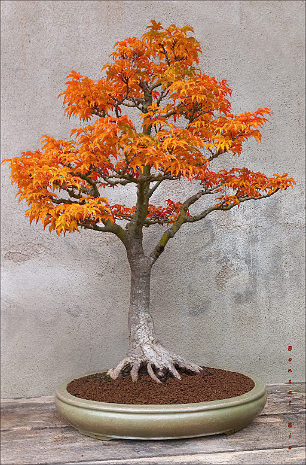 Acer ACER BONSAI