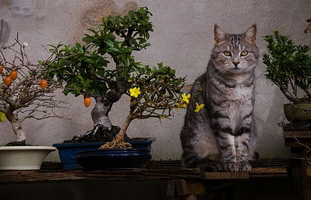 Bonsaï et chats