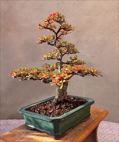 Cotoneaster COTONEASTER BONSAI