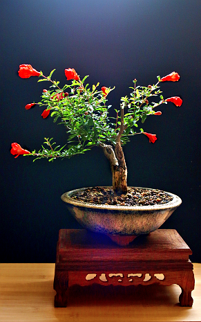 Grenadier GRENADIER BONSAI