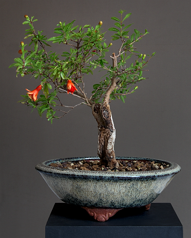 Grenadier GRENADIER BONSAI