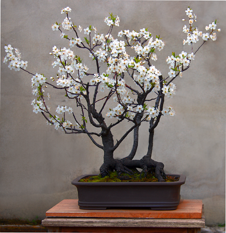 Prunus PRUNUS BONSAI