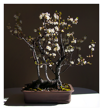 Prunus PRUNUS BONSAI