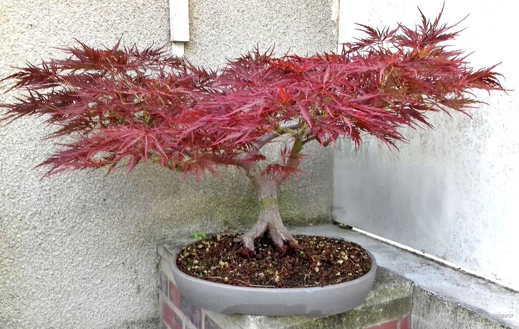Acer amoenum var. matsumurae 'Dissectum Brocade' Acer amoenum var. matsumurae 'Dissectum Brocade'