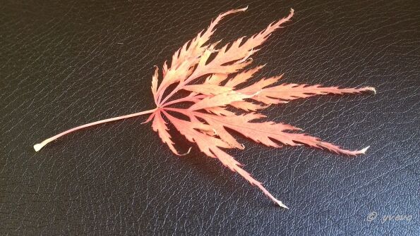 Acer amoenum var. matsumurae 'Dissectum Brocade' Acer amoenum var. matsumurae 'Dissectum Brocade' - Leaf