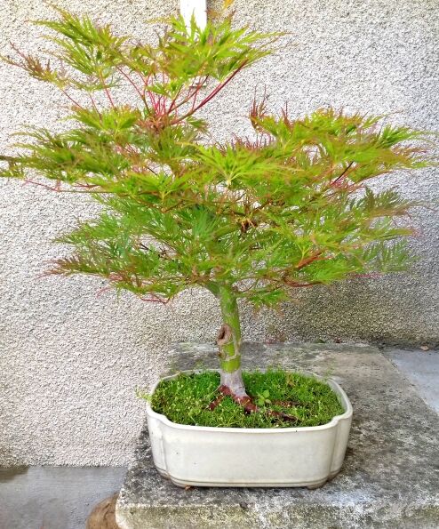 Acer amoenum var. matsumurae 'Emerald Lace' Acer amoenum var. matsumurae 'Emerald Lace'