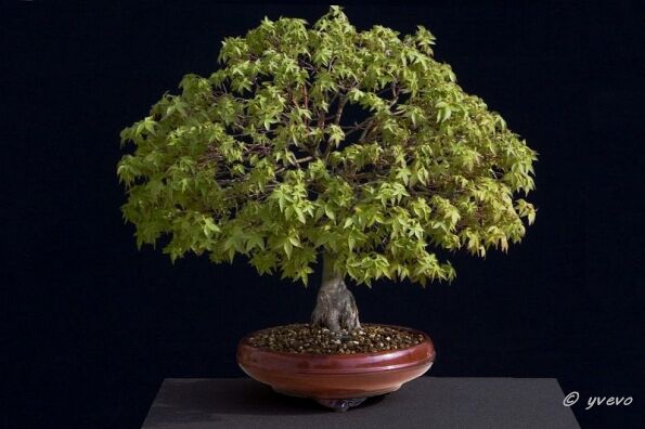 Acer palmatum 'Kiyohime' Acer palmatum 'Kiyohime'