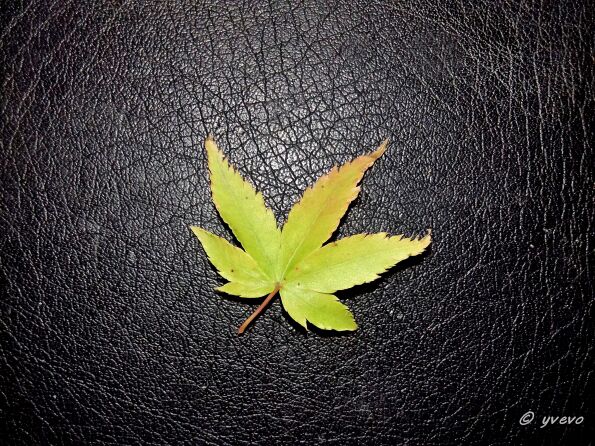 Acer palmatum 'Kiyohime' Acer palmatum 'Kiyohime' - Leaf