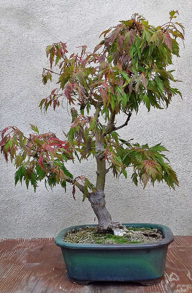 Acer palmatum 'Momenshide' Acer palmatum 'Momenshide'