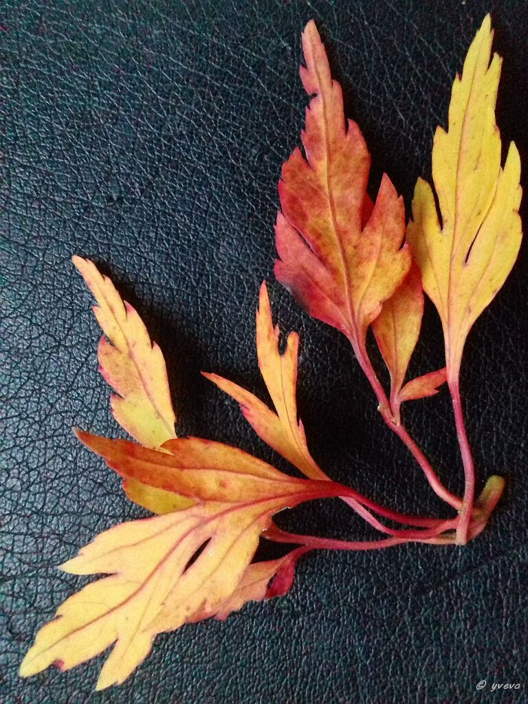 Acer palmatum 'Momenshide' Acer palmatum 'Momenshide' - Leaf