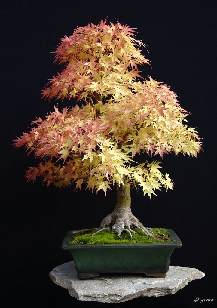 Acer palmatum 'Sango kaku' Acer palmatum 'Sango kaku'